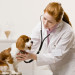 Ветеринарные услуги в Сочи