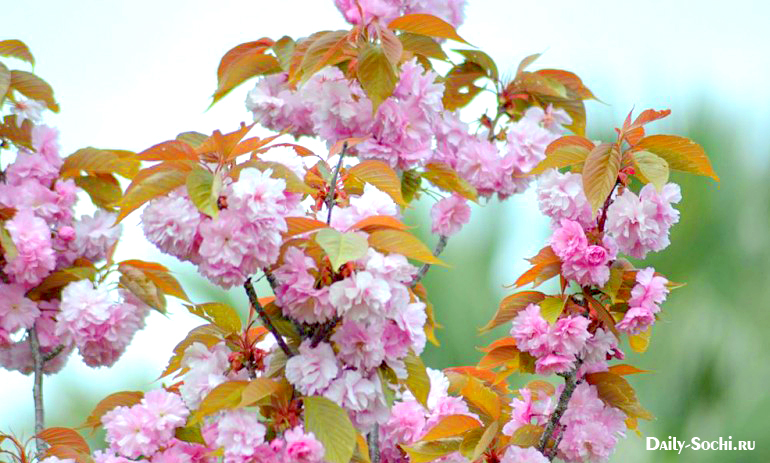 Черешневый сад в Сочи 2015