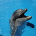 дельфинарий в Сочи