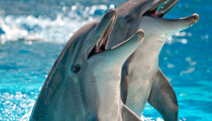Все дельфинарии Сочи