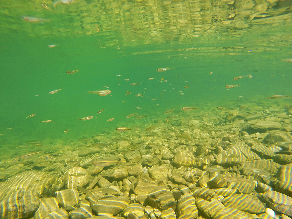 В реке Хосте юркими стайками плавают маленькие рыбки
