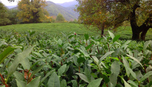 Чайная плантация Сочи