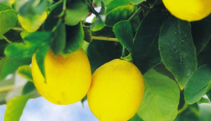 Абхазские лимоны