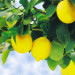 Абхазские лимоны