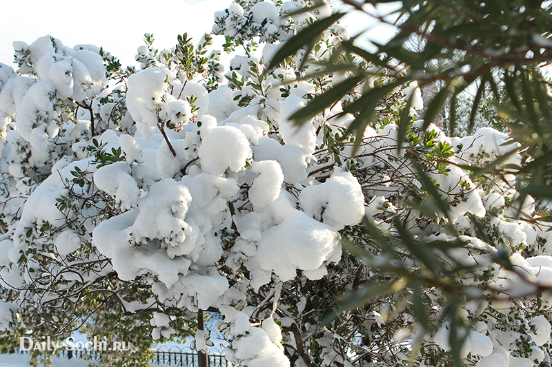 Деревья сочинского дендрария в снегу