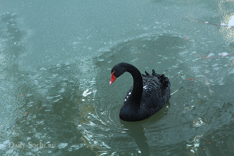 Чёрный лебедь с удивлением рассматривает воду, подёрнутую тонким льдом.