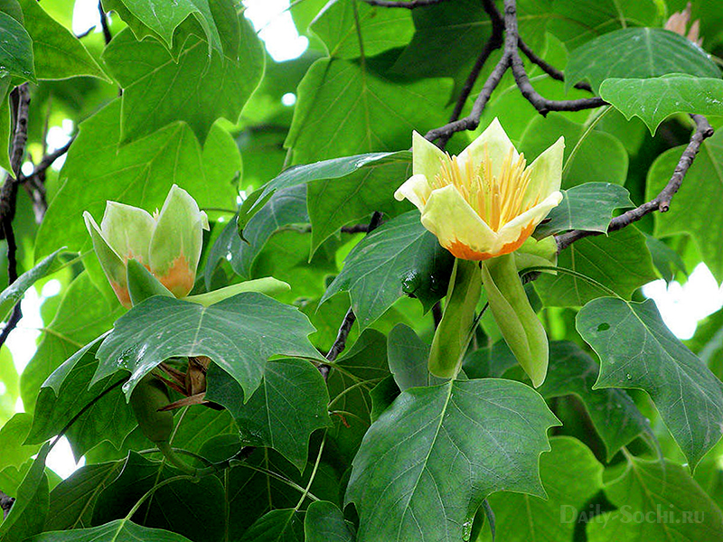 Тюльпановое дерево в посёлке Головинка города Сочи