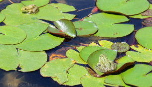 Лягушки в пруду "Чёрное море" загорают на листьях кувшинки