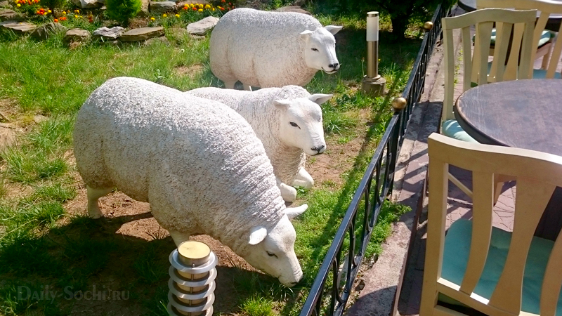 Возле ресторана посетителей встречает небольшое стадо белоснежных овец