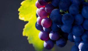Особой любовью и популярностью пользуется сорт винограда Изабелла.